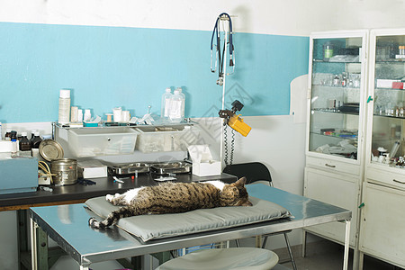 兽医中的猫麻醉女性房间外科宠物手套医院哺乳动物桌子疾病手术图片
