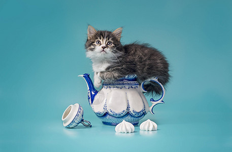 坐在棉花糖旁边一个油漆的瓷漆茶壶上的小猫图片