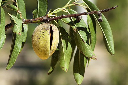 杏仁在树枝上水果蔬菜园艺花园天空绿色食物植物学农场农业图片