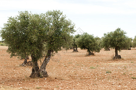 老橄榄树橄榄树场地栽培花园季节天空树林木头树叶蔬菜国家背景