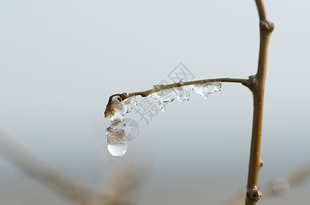 冻露珠落到树枝上茶点水晶环境液体宏观飞溅温泉波纹雨滴圆圈图片