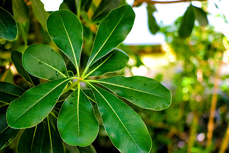 白昼拍摄的青树绿色叶子 劳伦斯诺比里斯劳雷尔厨房香料芳香桂冠食物味道地面花圈桂树营养图片