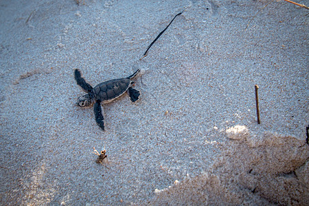 绿海龟在海滩上孵化天堂海洋海洋生物动物生物乌龟气候爬虫环境两栖图片