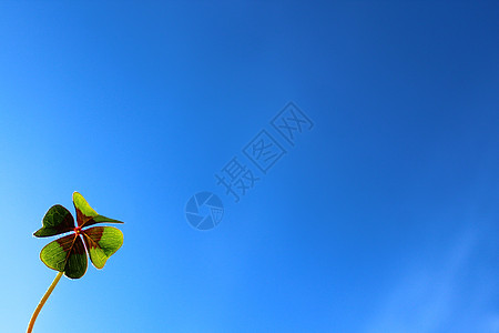 幸运的花朵和蓝色的天空问候愿望生日植物符号四叶草三叶草背景好运蓝天背景图片