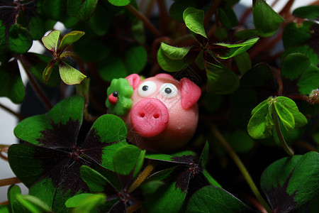 带幸运的三叶草中的马西潘猪运气好运护符四叶希望吉祥物四叶草新年图片