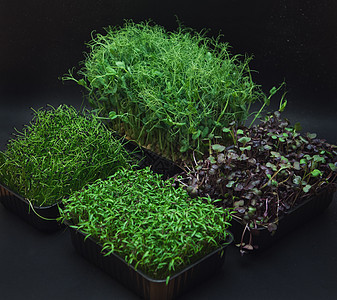 微绿芽食物婴儿植物萝卜发芽沙拉蔬菜饮食种子营养图片