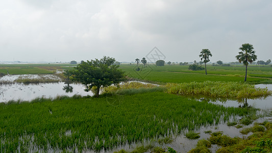 阿尔在西南暴雨季风降雨季节温暖潮湿的空气中 一个印度小村庄的农田郁郁葱葱的绿色地平线 热带气候农村收获 印度 南亚太平洋地区环境保护背景