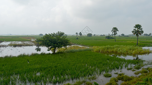 在西南暴雨季风降雨季节温暖潮湿的空气中 一个印度小村庄的农田郁郁葱葱的绿色地平线 热带气候农村收获 印度 南亚太平洋地区环境保护图片