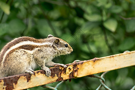 一只小条纹啮齿动物土拨鼠花栗鼠松鼠猴 sciurus 动物群可爱的生物 坐在生锈的笼杆结构上以狩猎心情发现 圈养禁闭背景中的动物图片