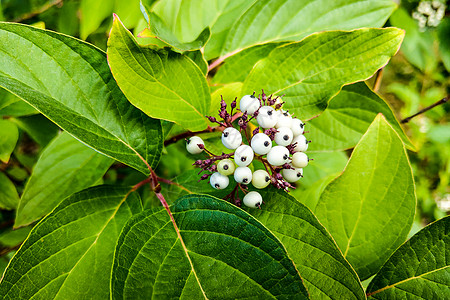 白贝利 花园里的兰迪娅阿库莱塔热带环境植物绿色水果白色灌木靛青图片