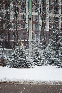 圣诞树在一座高楼大楼前的一条城市公路上生长 风雪景枞树领导家园小路正方形面纱暴风雪速度人行道雪花图片