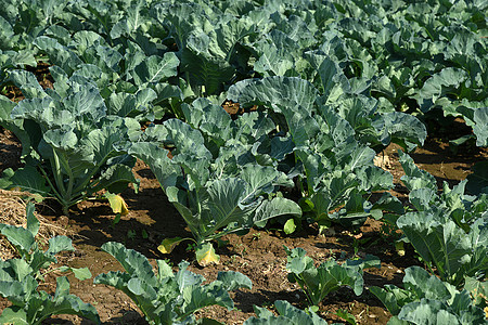 菜菜田或农场 农业领域的绿色卷心菜培育叶子营养烹饪花园收成生长生产食物蔬菜图片