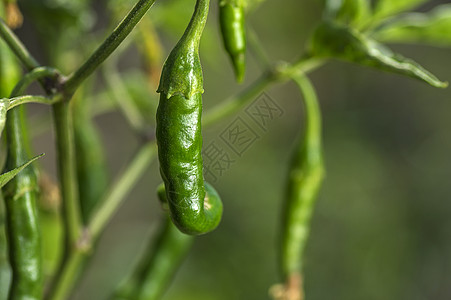 在农场的年轻植物上 绿色有机辣椒 收获的概念农村营养饮食场地种植园胡椒味道衬套蔬菜农业图片