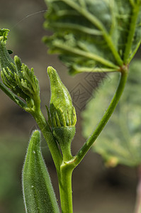 农耕场的Young Okra厂Lady Finger营养秋葵花瓣树木园艺蔬菜土壤生长植物群种植园图片