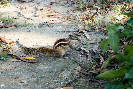 一只小条纹地松鼠 胖睡鼠 啮齿动物家族 在公园里吃坚果食物 动物生命有机体行为 特写 动物野生动物荒野地区背景 特里普拉印度生物图片