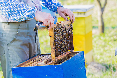 养蜂     家记员检查床位蜂巢昆虫梳子殖民地农场农业框架养蜂人养蜂业果园图片