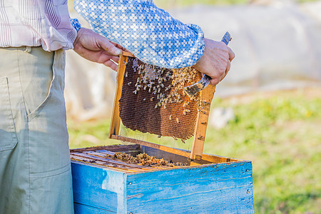 养蜂     家记员检查床位男人蜜蜂工人农业蜂房果园昆虫养蜂业养蜂人农场图片