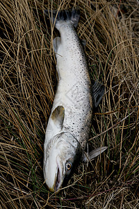 新鲜捕获的河鲑鱼 在棕色春草上溪流鳟鱼淡水池塘游泳运动生产渔夫野生动物动物图片