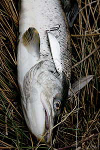 新鲜捕捉的河鲑鱼与银诱饵 在棕色春草上热带溪流淡水生产海鲜游泳爱好钓鱼池塘动物图片