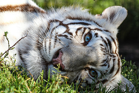 白老虎在草地上放松的肖像热带老虎眼睛野生动物危险捕食者力量蓝色猎人动物园图片