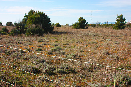 围栏公园网络外的野生沙丘覆盖着低矮而细密的干旱植被 以保护地区公园内树木和植物的原始自然图片