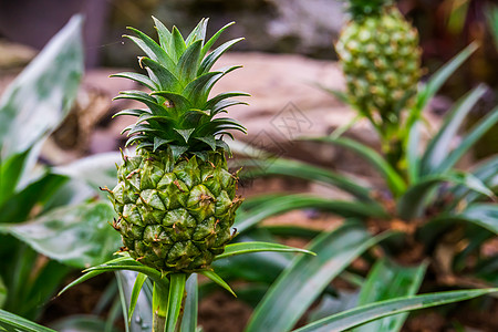 特写了在植物上生长的未成熟菠萝 食用水果 来自美洲的流行热带物种图片