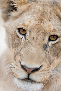 荒野中的小狮子幼兽动物群野生动物衬套幼崽野猫女性食肉婴儿毛皮图片