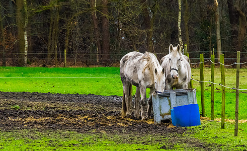 盒马鲜生白马在牧场 宠物和动物照料中一起吃篮子里的干草背景