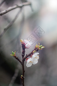 一棵树上 阳光下的杏子花 近距离接近 有选择的焦点 模糊柔软度繁荣压痛框架禅意活力背光叛乱点燃温暖图片