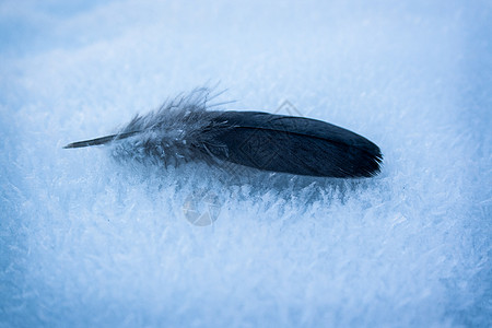 雪上的鸟羽毛图片