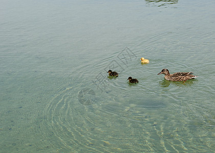 妈妈鸭和她的鸭子在湖中游泳幸福绿地生活蓝色太阳小鸭子沉思热带旅行闲暇图片