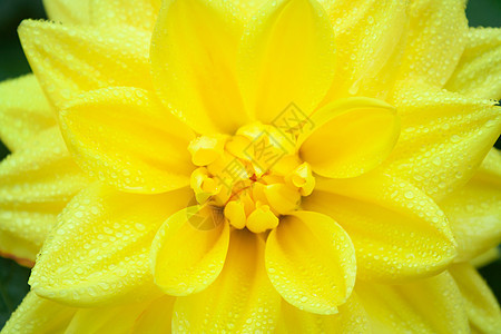 黄黄色大象雨滴庆典花瓣居住橙子花园花朵礼物假期植物群图片