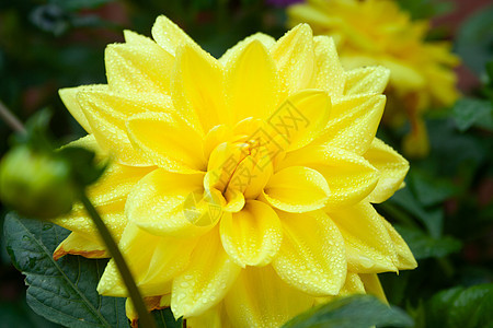 黄黄色大象花朵雨滴礼物季节庆典宏观花园植物假期花瓣图片