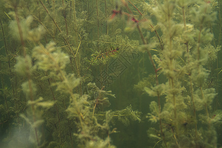海藻林图片