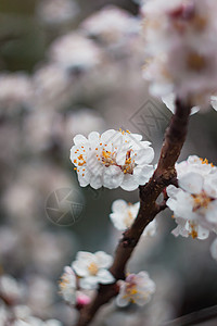 一棵树上 阳光下的杏子花 近距离接近 有选择的焦点 模糊图案假期光束金子和服活力边界禅意压痛明信片图片