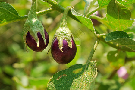 茄子种植文化食物播种机培育耕作园丁市场收成蔬菜园艺家图片