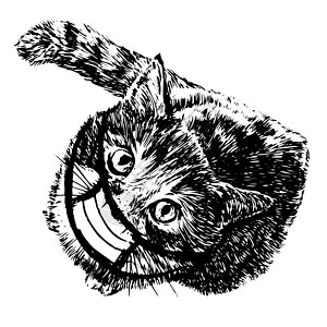 绘制手戴蒙面图的猫插图疾病涂鸦胡子毛皮尾巴手绘危机小猫小动物哺乳动物图片