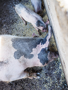 播种鼻子生长孩子吮吸家畜猪肉新生火腿睡眠动物图片