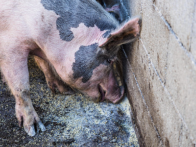 播种小猪吮吸农场睡眠农民新生牛奶家畜耳朵家庭图片