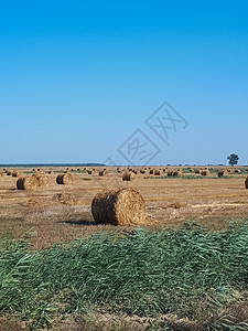 蓝天对阵田野上的干草丘陵阳光国家草堆玉米蓝色稻草大麦金子收成图片