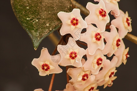 Hoya Wax植物花藤蔓花艺蜡花球形爬行者异国情调生育力灌木萝卜图片