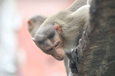 猴子吃桃圣殿墙上的猴子动物寺庙宝宝眼睛花园力量树木电缆自然光喜剧背景