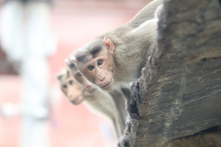 猴子吃桃圣殿墙上的猴子力量树木眼睛喜剧动物园电缆自然光房子花园宝宝背景