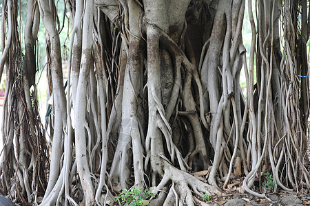 巨树之根树木木头植被生活地面生态生长公园环境季节图片