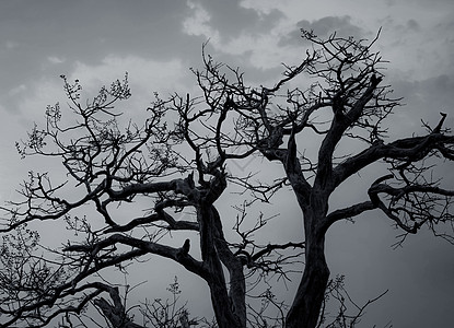 现出轮廓在黑暗的剧烈的天空和白色云彩的死树后面季节森林悲伤艺术环境天气植物公园木头图片