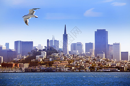 旧金山安全港口监狱海洋航海国家地标海鸥岩石旅行图片