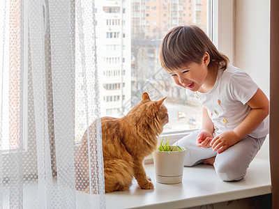 托德勒男孩坐在窗台上 用甜头喂可爱的姜小猫情感宠物窗户猫草植物幼苗微笑绿色花盆男生图片