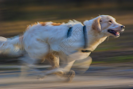 运动模糊的可爱跑狗图片