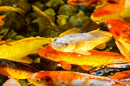 游泳池里有很多日本红雕动物游泳金子野生动物橙子生活锦鲤金鱼宠物淡水图片