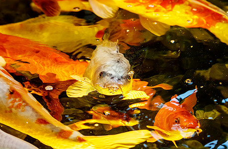 游泳池里有很多日本红雕池塘锦鲤金鱼旅行动物生活橙子野生动物热带金子图片